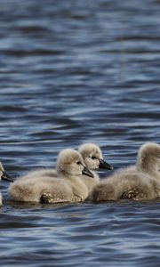 Preview wallpaper ducklings, ducks, birds, water, waves