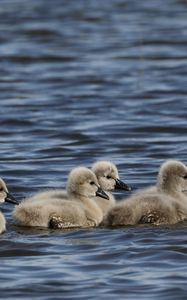 Preview wallpaper ducklings, ducks, birds, water, waves