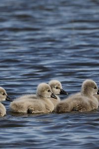 Preview wallpaper ducklings, ducks, birds, water, waves