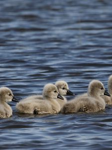 Preview wallpaper ducklings, ducks, birds, water, waves