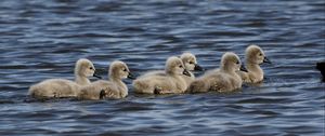 Preview wallpaper ducklings, ducks, birds, water, waves