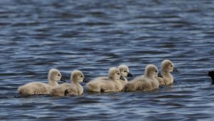 Preview wallpaper ducklings, ducks, birds, water, waves