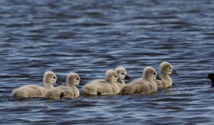 Preview wallpaper ducklings, ducks, birds, water, waves