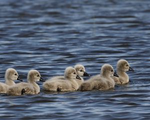 Preview wallpaper ducklings, ducks, birds, water, waves