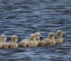 Preview wallpaper ducklings, ducks, birds, water, waves