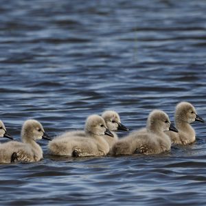 Preview wallpaper ducklings, ducks, birds, water, waves