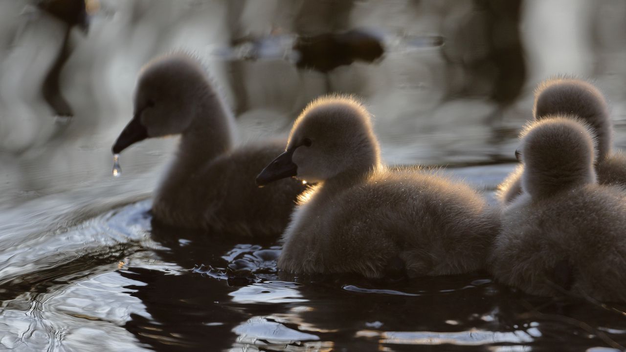 Wallpaper ducklings, ducks, birds, water, fluffy