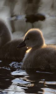 Preview wallpaper ducklings, ducks, birds, water, fluffy