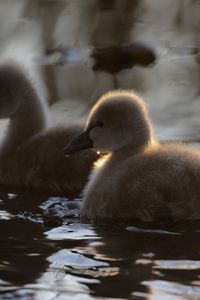 Preview wallpaper ducklings, ducks, birds, water, fluffy