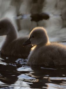 Preview wallpaper ducklings, ducks, birds, water, fluffy