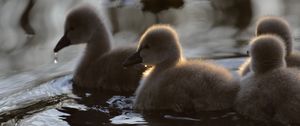 Preview wallpaper ducklings, ducks, birds, water, fluffy