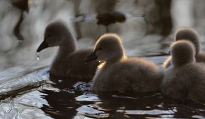 Preview wallpaper ducklings, ducks, birds, water, fluffy