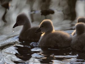 Preview wallpaper ducklings, ducks, birds, water, fluffy