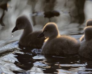 Preview wallpaper ducklings, ducks, birds, water, fluffy