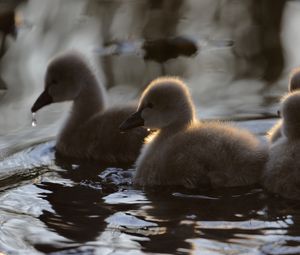 Preview wallpaper ducklings, ducks, birds, water, fluffy