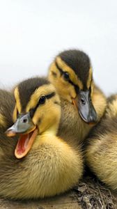 Preview wallpaper ducklings, family, striped, lie