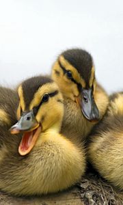 Preview wallpaper ducklings, family, striped, lie