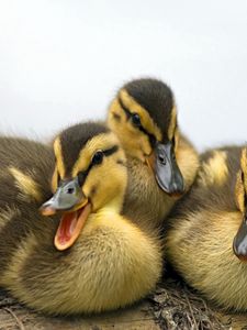 Preview wallpaper ducklings, family, striped, lie