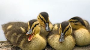 Preview wallpaper ducklings, family, striped, lie