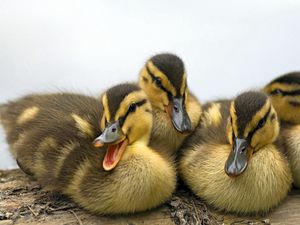 Preview wallpaper ducklings, family, striped, lie