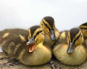 Preview wallpaper ducklings, family, striped, lie