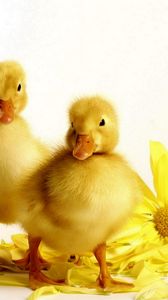 Preview wallpaper ducklings, flower, bird, beak