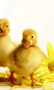 Preview wallpaper ducklings, flower, bird, beak