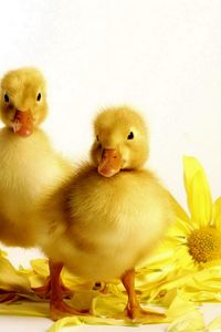 Preview wallpaper ducklings, flower, bird, beak