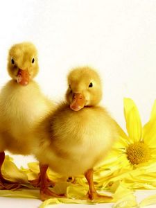 Preview wallpaper ducklings, flower, bird, beak