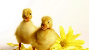 Preview wallpaper ducklings, flower, bird, beak