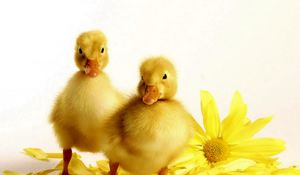 Preview wallpaper ducklings, flower, bird, beak