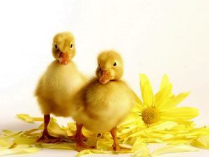 Preview wallpaper ducklings, flower, bird, beak