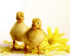 Preview wallpaper ducklings, flower, bird, beak