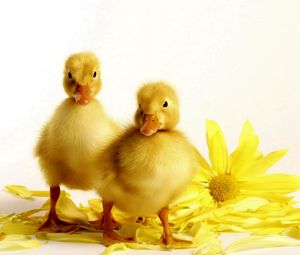 Preview wallpaper ducklings, flower, bird, beak