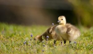 Preview wallpaper ducklings, grass, birds, kids