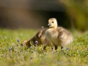 Preview wallpaper ducklings, grass, birds, kids