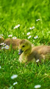 Preview wallpaper ducklings, grass, flowers, greenery