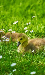 Preview wallpaper ducklings, grass, flowers, greenery