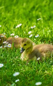 Preview wallpaper ducklings, grass, flowers, greenery