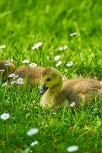 Preview wallpaper ducklings, grass, flowers, greenery