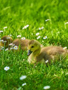 Preview wallpaper ducklings, grass, flowers, greenery