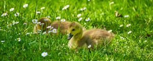 Preview wallpaper ducklings, grass, flowers, greenery