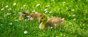 Preview wallpaper ducklings, grass, flowers, greenery