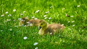 Preview wallpaper ducklings, grass, flowers, greenery