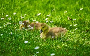 Preview wallpaper ducklings, grass, flowers, greenery