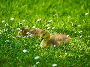 Preview wallpaper ducklings, grass, flowers, greenery