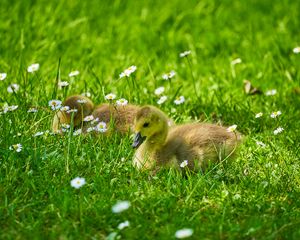 Preview wallpaper ducklings, grass, flowers, greenery