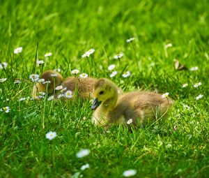 Preview wallpaper ducklings, grass, flowers, greenery