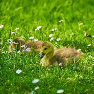 Preview wallpaper ducklings, grass, flowers, greenery