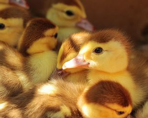 Preview wallpaper ducklings, many, chicks